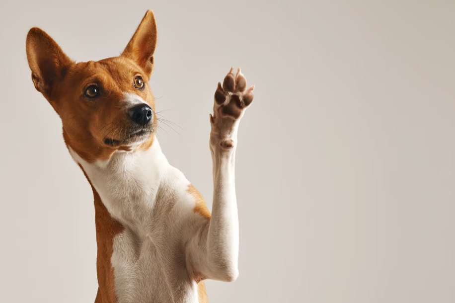 Perro levantando la mano en referencia a su alojamiento en un Hostal Pet Friendly en Madrid